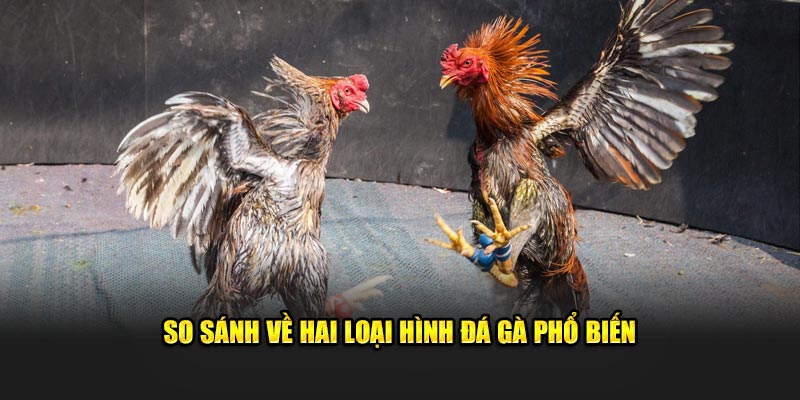 So sánh về hai loại hình đá gà phổ biến